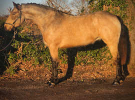 Fully registered over height connemara gelding