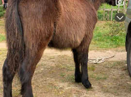 Cob colt