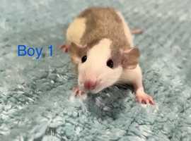 Baby Dumbo Rats - Boys left available