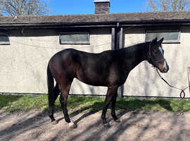 Beautiful big lad For sale looking for a new career