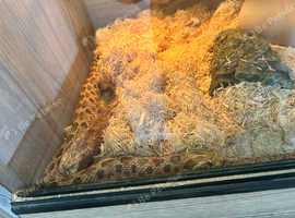 2year old hognose