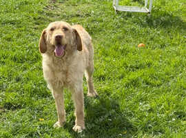 Labradoodle