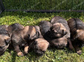 Border terrier pups