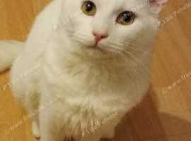Cats and kittens available
