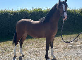Welsh section C yearling Colt