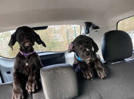 GREAT DANE PUPPIES! Vaccinated and toilet trained