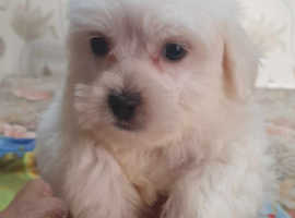 Malshih puppies for sale