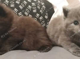 One Grey and One Black Fluffy Long haired Kittens