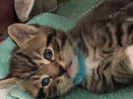 Three cute little boy kittens for sale