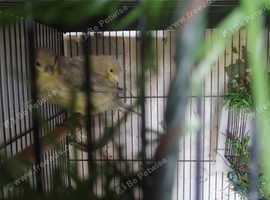 Young Jaspe canaries grey wings fit and healthy.