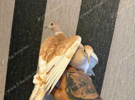 Java doves