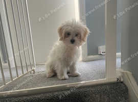 5 month old for sale