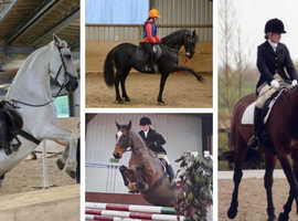 Mother-daughter share 15-15.3hh