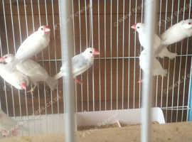 Java sparrows for sale