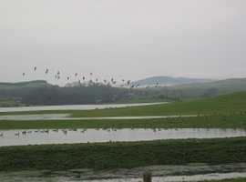 GOOSE & DUCK SHOOTING DUMFRIES & GALLOWAY SCOTLAND