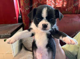 Pug x jack russell - chihuahua  puppies