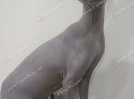 Sphynx Elf