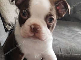 Gorgeous KC registered, Boston Puppies