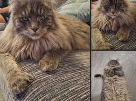 Missing cat
