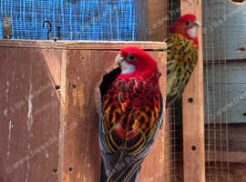 Proven Breeding Pair (2 years and 8 months)