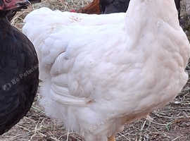 White wyandotte hens