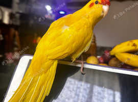 Kakariki parrot