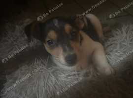Jack Russell pups