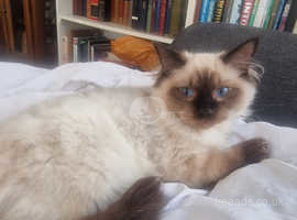 ABSOLUTELY STUNNING , CUDDLY, AFFECTIONATE CATS!!Boy and 1 Girl ragdoll kittens ready NOW. Boy slightly older from a different litter. So a bigger cat