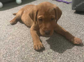 Labrador retriever puppies for sale