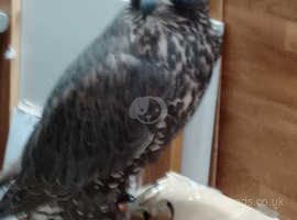 Saker/gyr falcon for sale