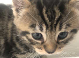 American shorthair looking for new home