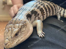 Female blue tongued skink