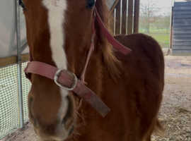 KWPN x Cob yearling