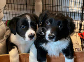 Border collies store puppies near me