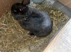 2 rabbits for sale