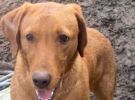 Fox red lab