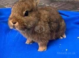 Beautiful Netherland Dwarf Rabbit