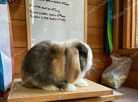 Stunning baby mini lop buck (male)