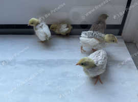 5 Chinese Painted Quails