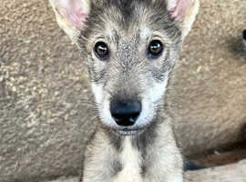 Agouti husky puppies 1 left
