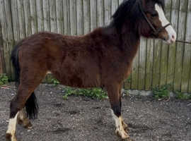 Welsh section colt