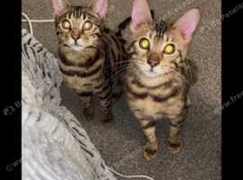 Bengal cats for sale Tica registered
