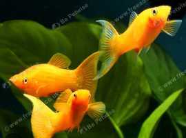 Tropical fish