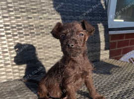 Patterdale cross Lakeland terrier  pups