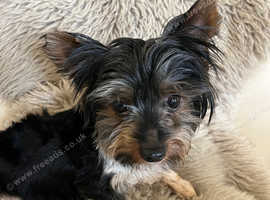 Looking for a forever loving home