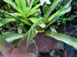 peacock day gecko