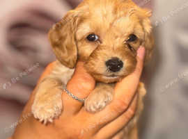 cockapoo puppies!!