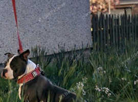 American bully micro height