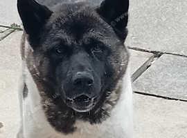 Male akita