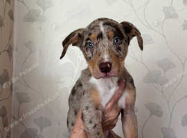 Merle Collie X American pocket bullies